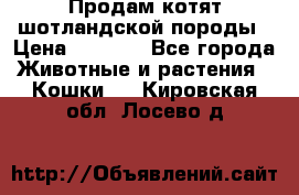 Продам котят шотландской породы › Цена ­ 2 000 - Все города Животные и растения » Кошки   . Кировская обл.,Лосево д.